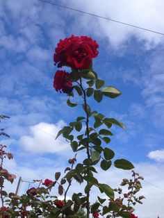 a red rose is blooming in the middle of a field with blue sky and clouds