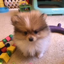 a small dog sitting on the floor next to toys