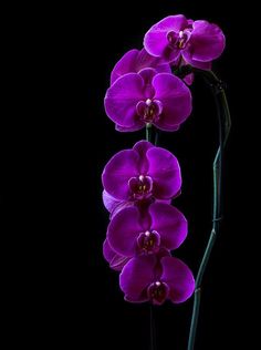 two purple orchids with long stems in front of a black background and one is still blooming