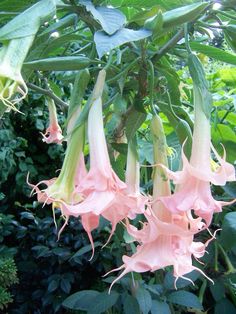 some pink flowers hanging from a green plant