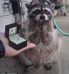 a raccoon standing on its hind legs and holding it's hand up to the camera