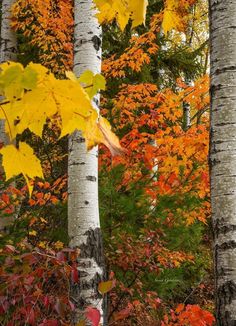 trees with yellow and red leaves in the fall