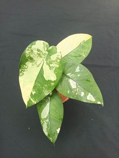 a small green plant with white spots on it's leaves and brown potted in front of a black background