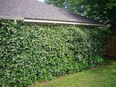 a large green hedge next to a house in the yard with white flowers growing on it