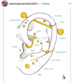 the ear is labeled with different types of ears and their corresponding parts are labeled in yellow