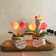 two potted plants with lights in them on a tray