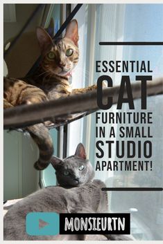 two cats sitting on top of a window sill with the caption, essential cat furniture in a small studio apartment