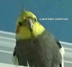 a close up of a bird with a caption that reads u don't fuk in control me