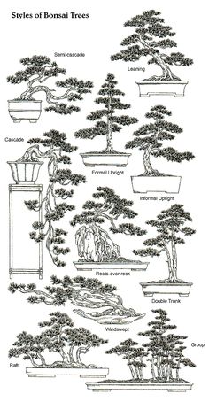 the types of bonsai trees