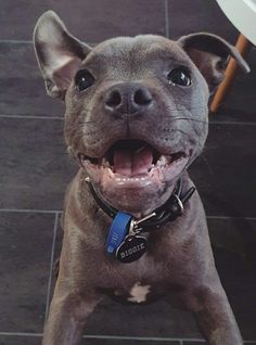 a brown dog standing on top of a tiled floor