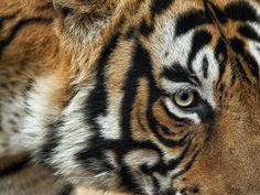 a close up view of a tiger's face