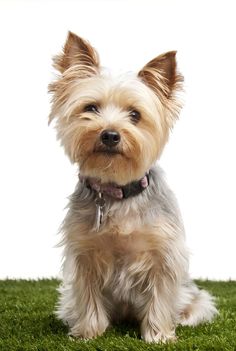 a small dog sitting on top of a lush green field