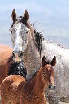 two horses standing next to each other in the sand and one horse is looking at the camera