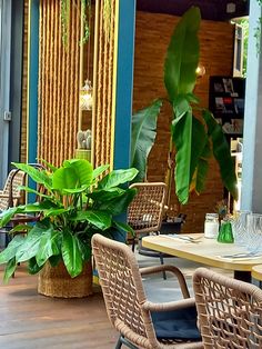 an outdoor dining area with wicker chairs and plants on the table, in front of a blue wall