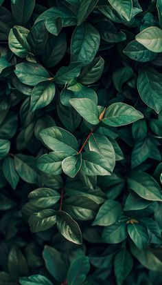 green leaves are growing on the wall