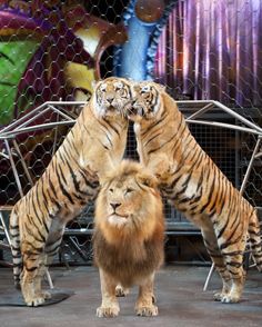 two large tigers standing next to each other in front of a caged area with an animal