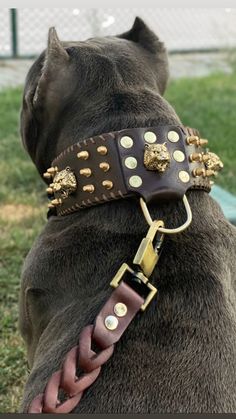 a dog wearing a leather collar with gold studs