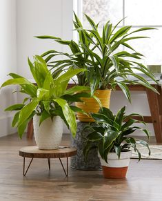 three potted plants sitting on top of a wooden table