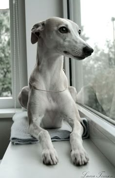 a white dog sitting on top of a window sill