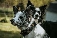 two black and white dogs standing next to each other