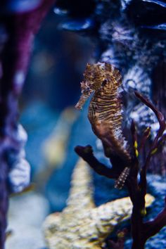 a seahorse is standing on its hind legs in an aquarium