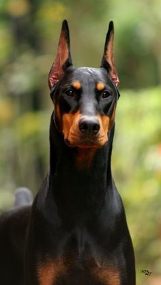 a black and brown dog standing on top of a lush green field next to trees