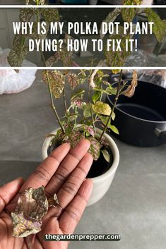 why is my polka dot plant dying Polka Dot Plants, Polka Dot Plant Propagation, Polka Dot Plant Care, Pink Polka Dot Plant, Polka Dot Plant, Plant Diet, Dot Leaf, Plants In Jars, Plant Help