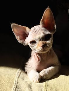 a sphy cat sitting on top of a couch