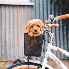 a dog sitting in a basket on the back of a bike