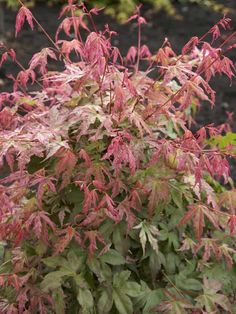 a bush with red and green leaves on it