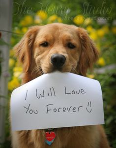 a dog is holding a sign that says i will love you forever if he loves it