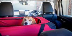 a beagle dog sitting in the back seat of a car with its head sticking out