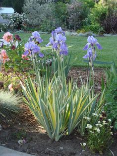 some purple flowers are growing in the garden