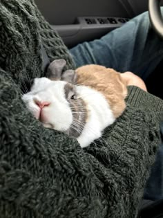 a rabbit laying on top of a person in a car