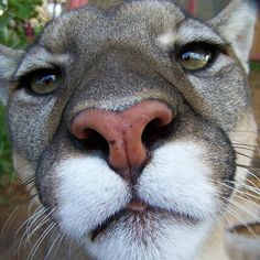 a close up of a mountain lion's face