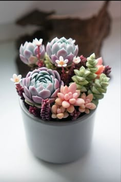 small succulents are in a gray pot on a white counter top,