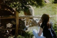 a woman sitting in front of a fence next to two cows and one cow is looking at the camera