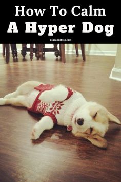 a dog laying on the floor wearing a sweater with text overlay that reads how to calm a hyper dog