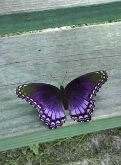 a purple butterfly sitting on top of a wooden bench