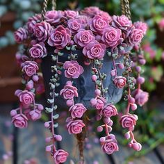 pink flowers are hanging from a potted plant