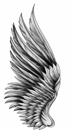 an artistic black and white drawing of a wing