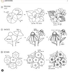 the different types of flowers and their names