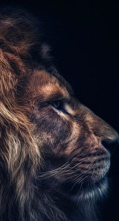 a close up of a lion's face with its eyes closed in the dark