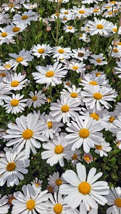 many white flowers with yellow centers in a field