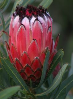 March Flowers, South African Flowers, South American Rainforest, June Flowers, Water Wise Plants, Rainforest Plants, Orchid Cactus, April Flowers