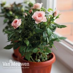 some pink roses are in a pot by the window