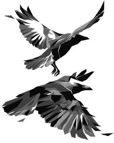 two black and white birds flying side by side