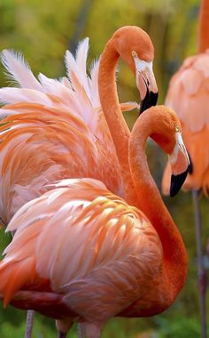 two pink flamingos standing next to each other