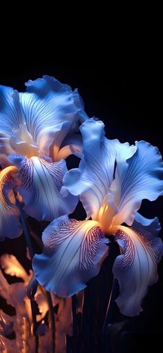 some white flowers are in a vase on a black background with light coming through the petals