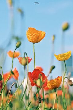 some yellow and red flowers are growing in the grass with a blue sky behind them